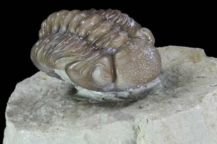 Bargain, Paciphacops Trilobite - Oklahoma #95912